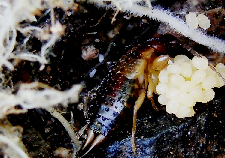 Forficula pubescens (?) con uova